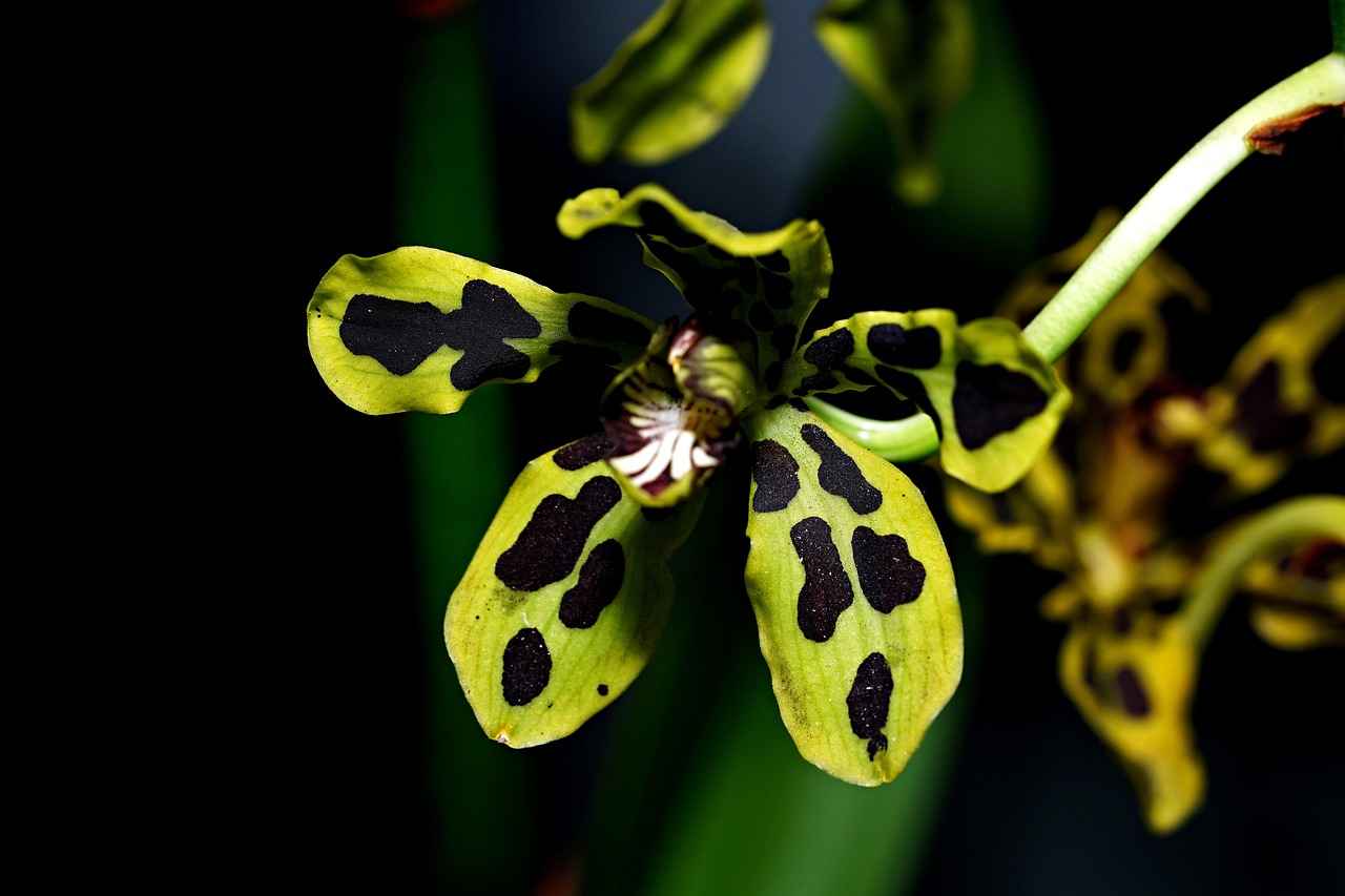 Sonuç: Papua Yeni Gine'de Çalışma Fırsatları