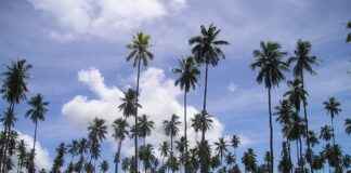 Samoa’da Asgari Ücret Fiyatları ve Göçmenler için En Popüler İş İmkanları Samoa'da Asgari Ücret Fiyatları ve Göçmenler için En Popüler İş İmkanları