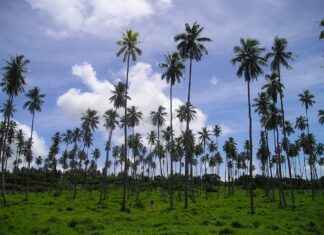 Samoa’da Asgari Ücret Fiyatları ve Göçmenler için En Popüler İş İmkanları Samoa'da Asgari Ücret Fiyatları ve Göçmenler için En Popüler İş İmkanları