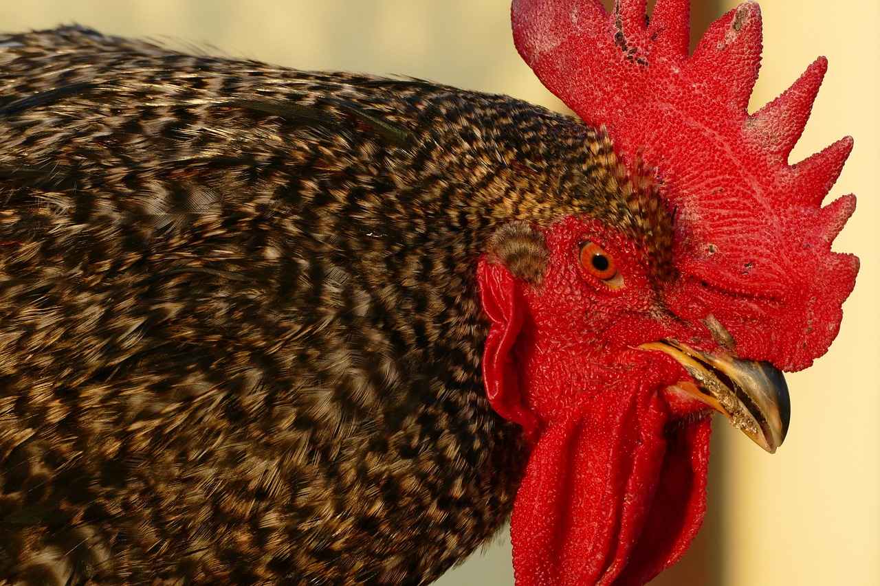 Sonuç ve Gelecek Perspektifleri