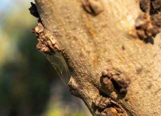 Sayrem Bayilik ve Satış Ağı Fırsatları Sayrem Bayilik ve Satış Ağı Fırsatları