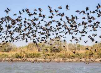 Senegal’de Asgari Ücret Fiyatları ve Göçmenler için En Popüler İş İmkanları Senegal’de Asgari Ücret Fiyatları ve Göçmenler için En Popüler İş İmkanları