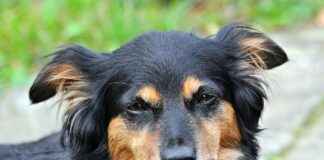 Şenpilic Bayilik Şartları ve Kazanç İmkanları Şenpilic Bayilik Şartları ve Kazanç İmkanları