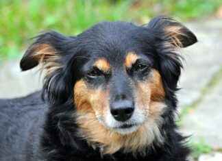 Şenpilic Bayilik Şartları ve Kazanç İmkanları Şenpilic Bayilik Şartları ve Kazanç İmkanları