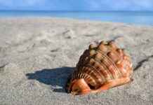 Shell Bayilik ve Franchise Koşulları Shell Bayilik ve Franchise Koşulları