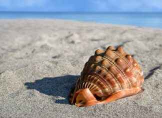 Shell Bayilik ve Franchise Koşulları Shell Bayilik ve Franchise Koşulları