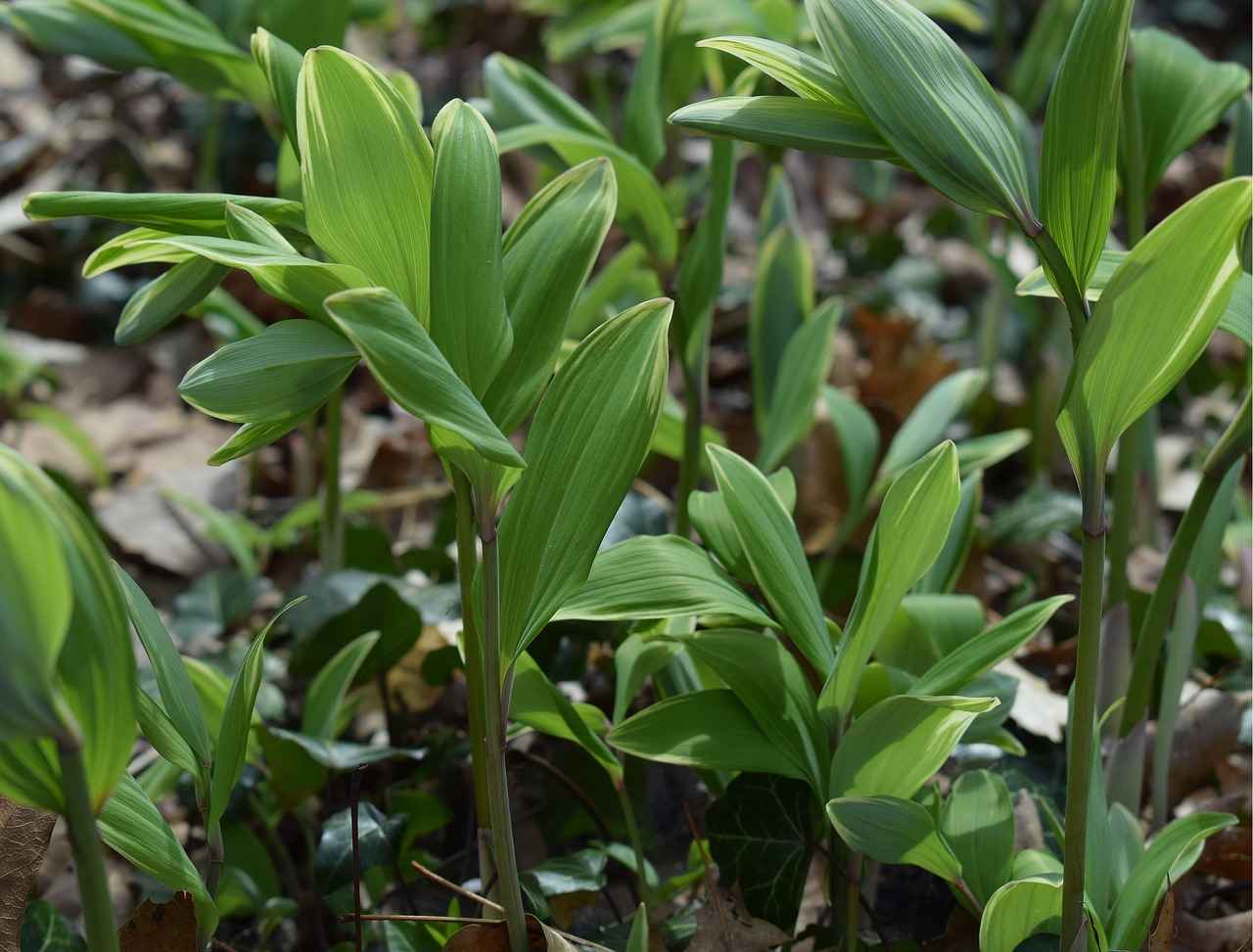 Sonuç: Solomon Adaları'nda Çalışma ve Yaşam