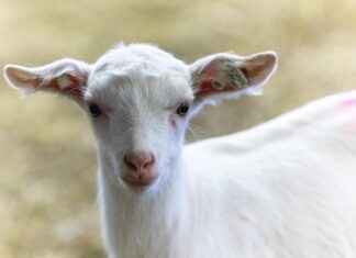 Somali’de Asgari Ücret Fiyatları ve Göçmenler için En Popüler İş İmkanları Somali’de Asgari Ücret Fiyatları ve Göçmenler için En Popüler İş İmkanları