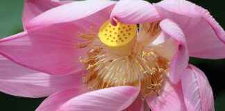 Surinam’da Asgari Ücret Fiyatları ve Göçmenler için En Popüler İş İmkanları Surinam'da Asgari Ücret Fiyatları ve Göçmenler için En Popüler İş İmkanları