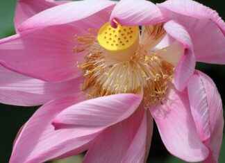 Surinam’da Asgari Ücret Fiyatları ve Göçmenler için En Popüler İş İmkanları Surinam'da Asgari Ücret Fiyatları ve Göçmenler için En Popüler İş İmkanları