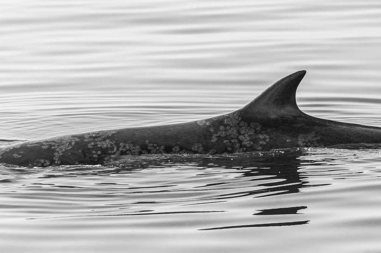 Tonga'da Asgari Ücret Fiyatları ve Göçmenler için En Popüler İş İmkanları 4 Tonga'da Çalışma İzinleri ve Yasal Süreçler