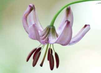 Türk Telekom Bayilik ve Franchise İmkanları Türk Telekom Bayilik ve Franchise İmkanları