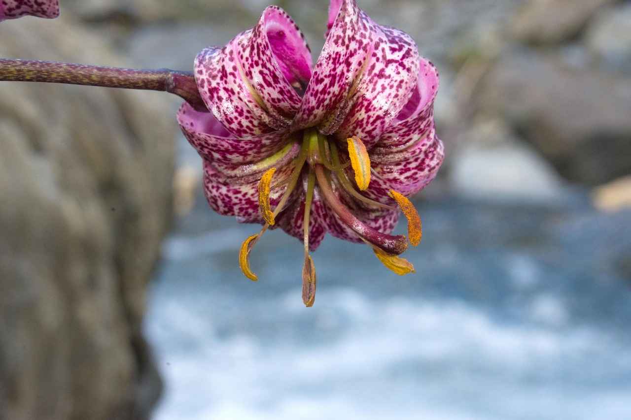 Türk Telekom Bayilik ve Franchise İmkanları 3 Türk Telekom Bayilik Başvuru Süreci