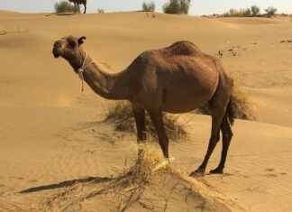 Türkmenistan’da Asgari Ücret Fiyatları ve Göçmenler için En Popüler İş İmkanları Türkmenistan’da Asgari Ücret Fiyatları ve Göçmenler için En Popüler İş İmkanları