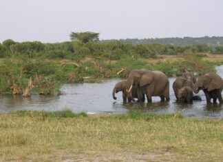Uganda’da Asgari Ücret Fiyatları ve Göçmenler için En Popüler İş İmkanları Uganda’da Asgari Ücret Fiyatları ve Göçmenler için En Popüler İş İmkanları