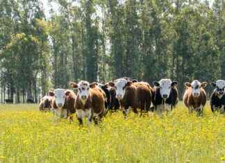 Uruguay’da Asgari Ücret Fiyatları ve Göçmenler için En Popüler İş İmkanları Uruguay'da Asgari Ücret Fiyatları ve Göçmenler için En Popüler İş İmkanları