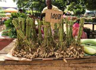 Vanuatu’da Asgari Ücret Fiyatları ve Göçmenler için En Popüler İş İmkanları Vanuatu'da Asgari Ücret Fiyatları ve Göçmenler için En Popüler İş İmkanları