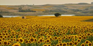 Kuveyt Türk Kredi Kartı Başvurusu: Kolay ve Hızlı Onay İpuçları