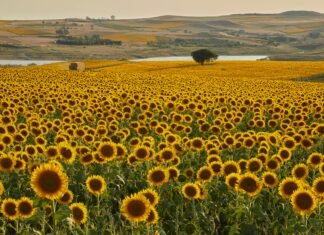 Kuveyt Türk Kredi Kartı Başvurusu: Kolay ve Hızlı Onay İpuçları