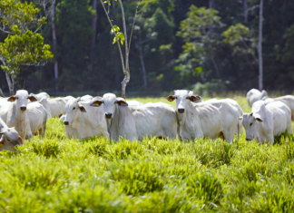 Paparaya Kredi Kartı İle Para Yatırma: Kolay Ve Güvenli Yöntem!