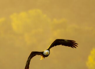 Denizbank Kredi Kartı Şifre Alma Yöntemleri: Hemen Öğrenin!