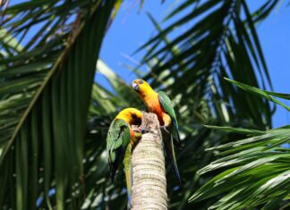 Papara Kredi Kartı İle Para Yatırma Limiti Nedir? Hemen Öğren!